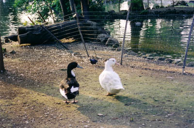 Rome in Italy :: Parco Borghese