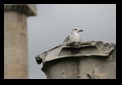 forum de trajan