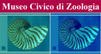 musée zoologique de rome