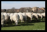 Brebis, Parc de la Caffarella