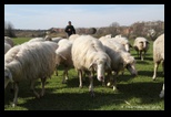 Moutons, Parc de la Caffarella