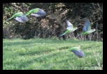 Oiseaux, Parc de la Caffarella