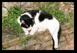 chats du largo argentina à rome