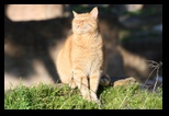 chats du largo argentina à rome