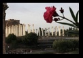 roman forum in rome