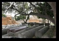 roman forum in rome