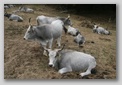 buffala