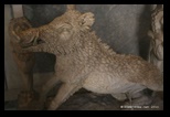 Salle des animaux du vatican