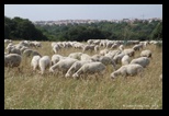 Parco della Caffarella