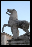 place du quirinal - chevaux