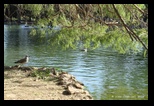 Giardino del lago - Parc de la Villa Borghese