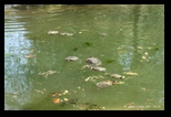 Tortues - Parc de la Villa Borghese