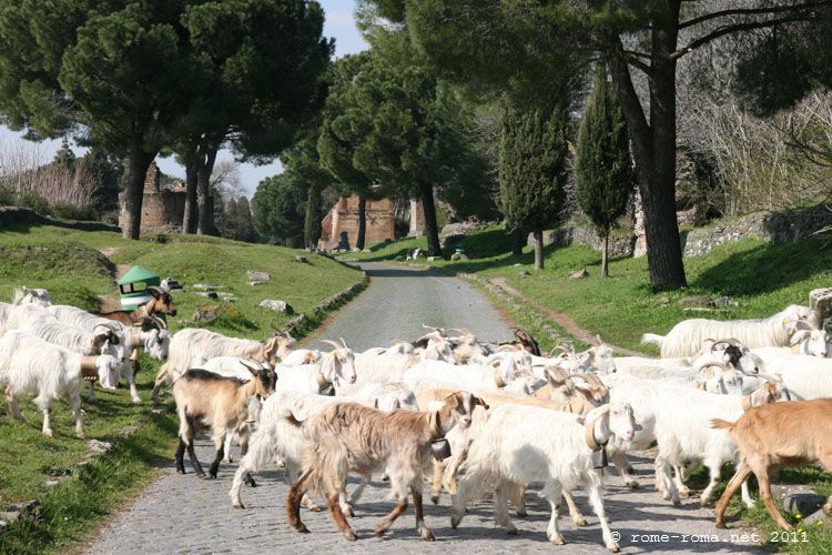 Via Appia Antica, capre