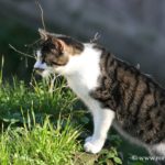 chats-largo-di-torre-argentina_0385