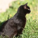 chats-largo-di-torre-argentina_0387