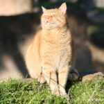 gatti-largo-di-torre-argentina_0383