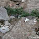 gatto-area-sacra-largo-di-torre-argentina_3828