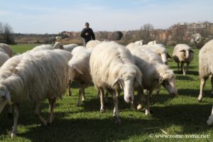 Moutons dans le Parc de la Vallée de la Caffarella, Rome