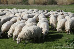 Moutons dans le Parc de la Vallée de la Caffarella, Rome