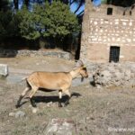 Tombe à Tempietto et chèvre, Appia Antica
