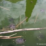 lac-des-tortues-villa-sciarra-rome_3345