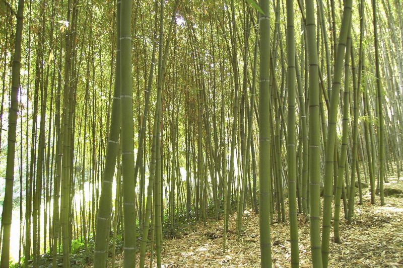 Jardin botanique